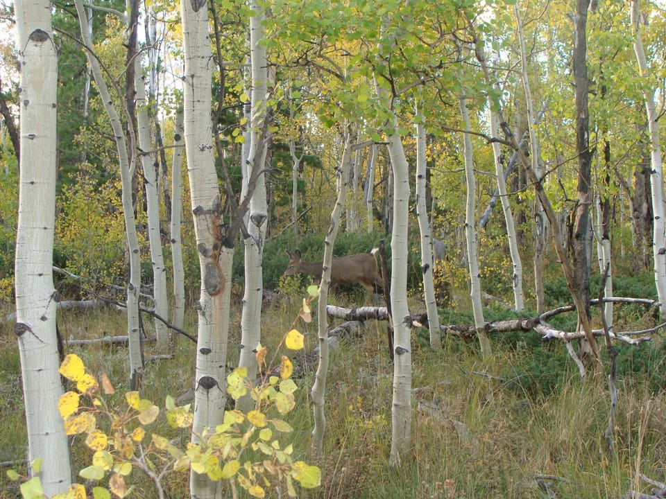 Abundant wildlife including moose, deer, bobcats, black bears, marmots & more!!!
