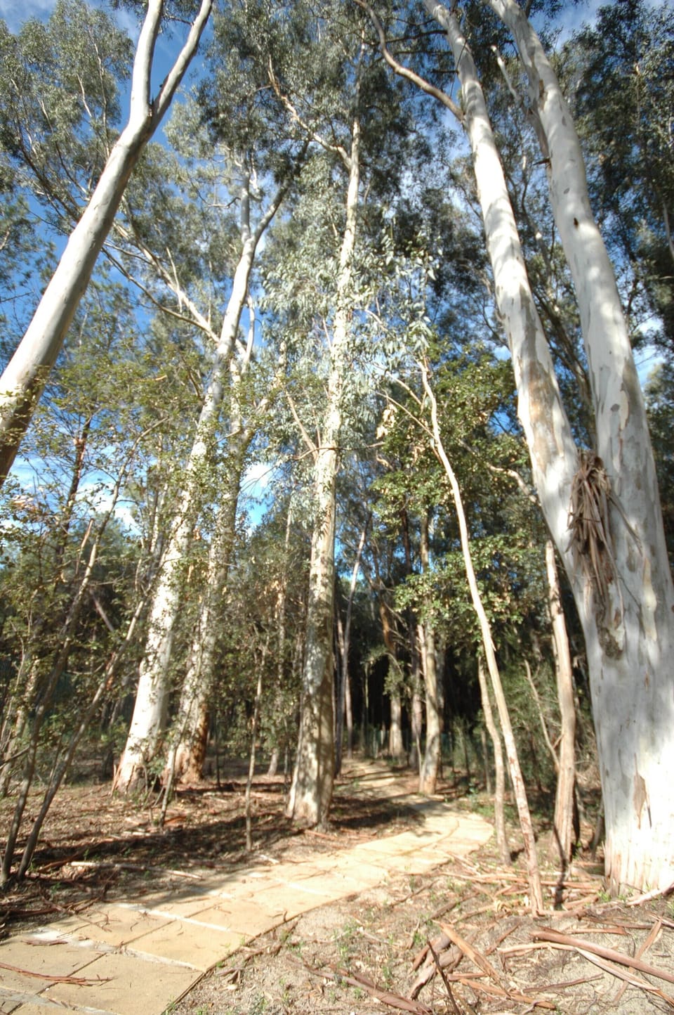 UNESCO protected forest walk to Beach