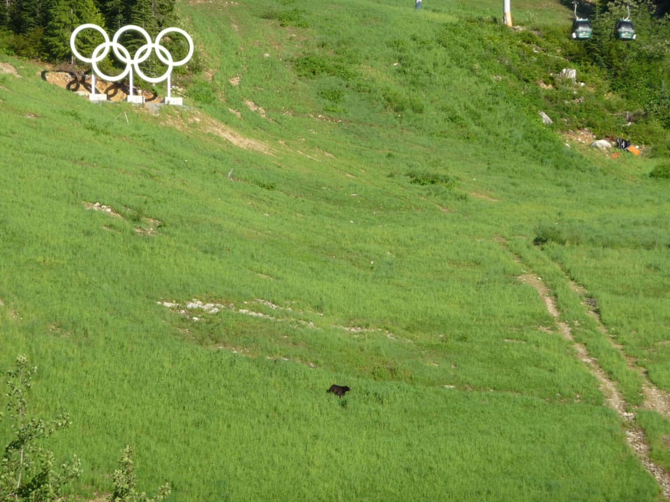 Bear and Olympic rings on Dave Murray donwhill