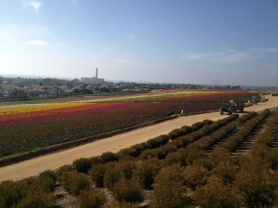 Flower fields - another beautiful day in Carlsbad