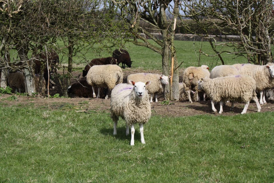 The Rectory Lacock Sheep