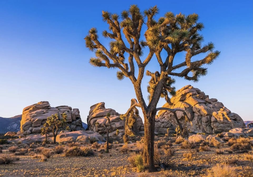 Joshua Tree National Park, 20 mins drive🌵☀️