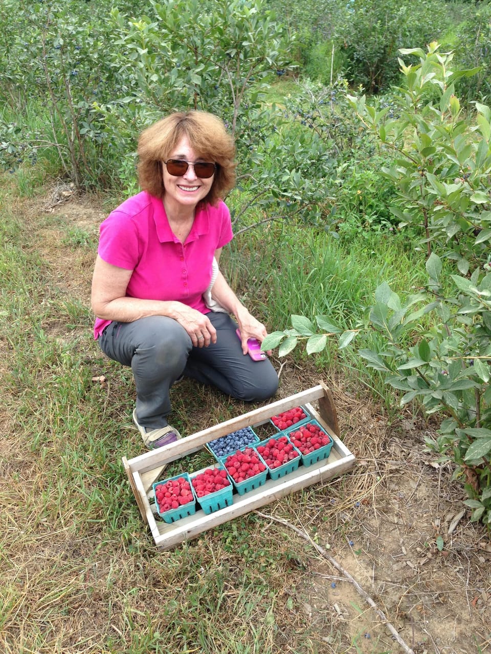Berry Picking At Fairwinds Farm, Bowdenham