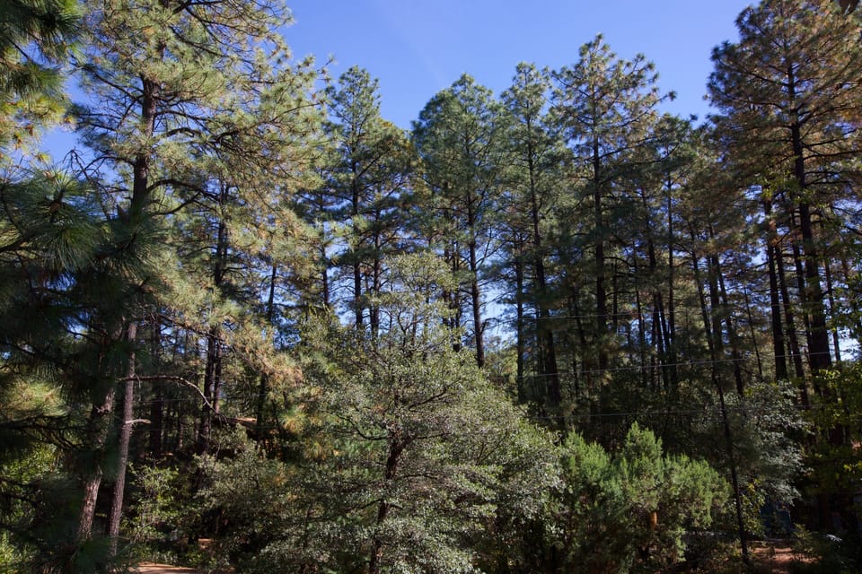 Tall pines surrounding cabin.