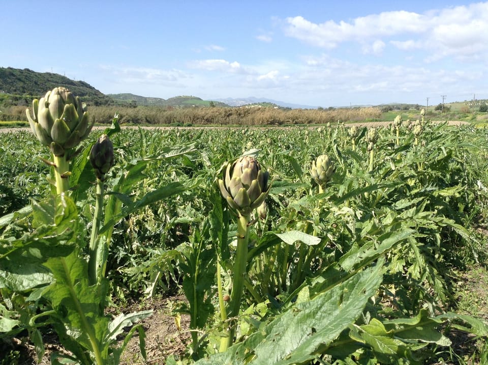 Artichoke field