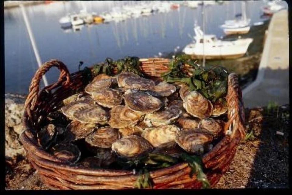 Delicious oysters to taste