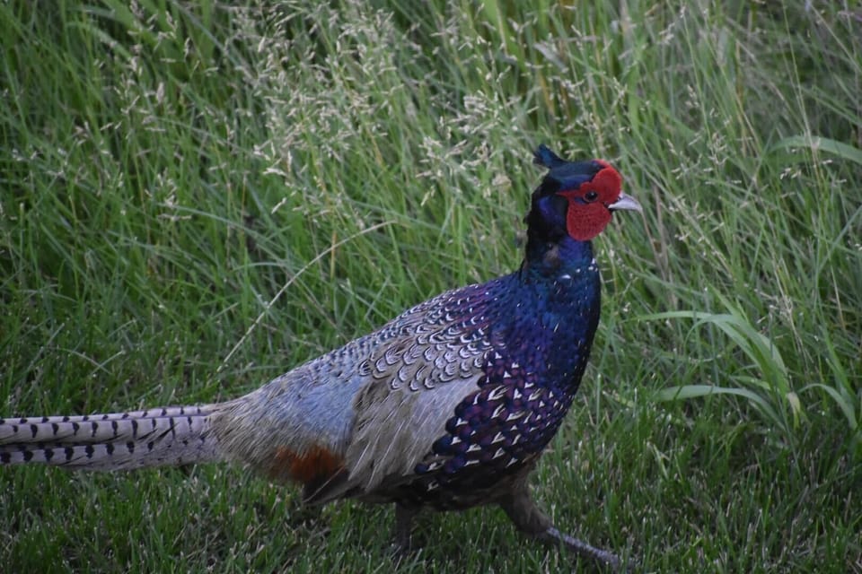Phil the Pheasant