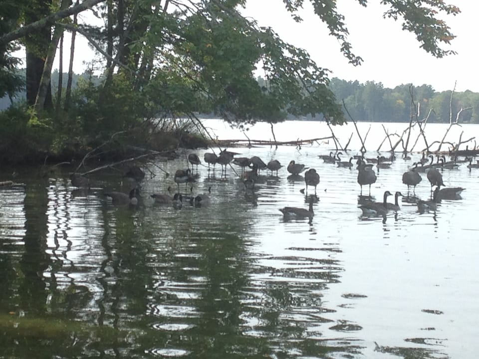 Geese in channel to our lake