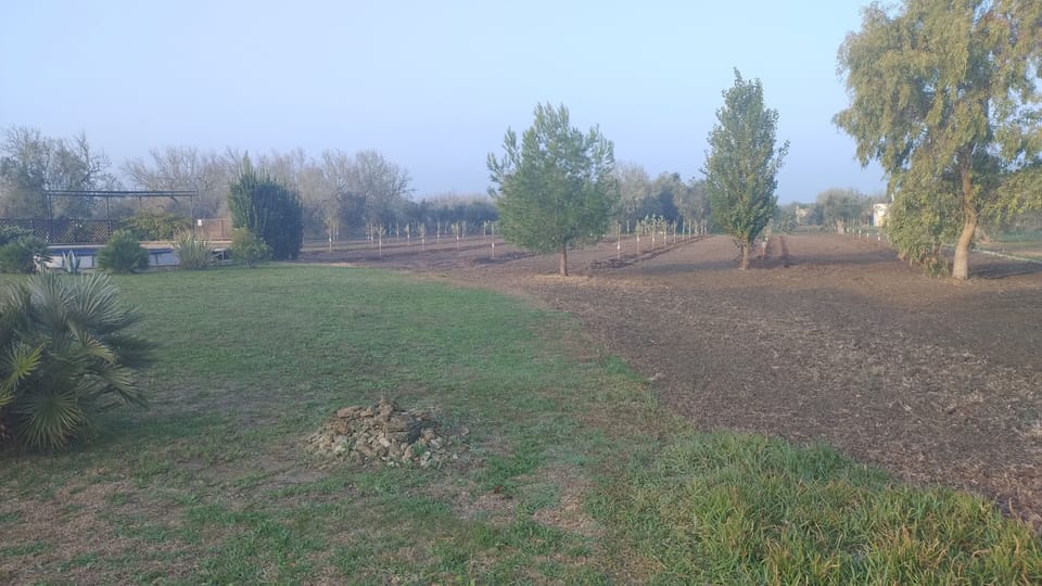New olive grove, planted 2024