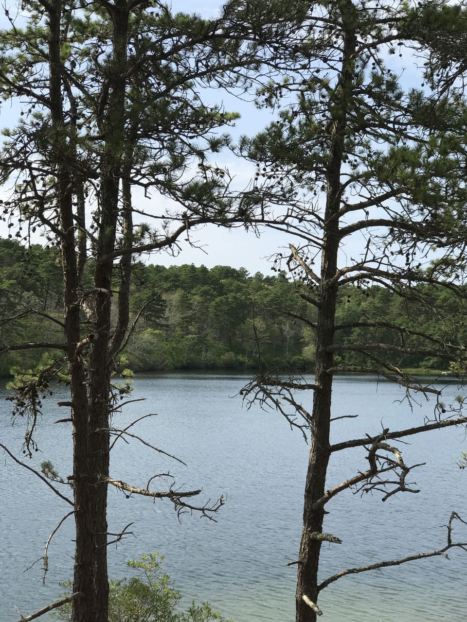 Pond