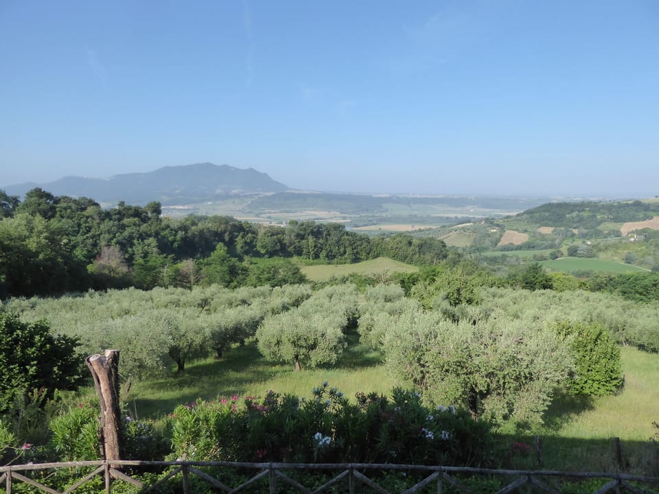 Looking west over olive trees to Mount Sorrate