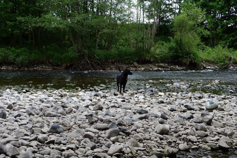 River Earn - pet friendly area