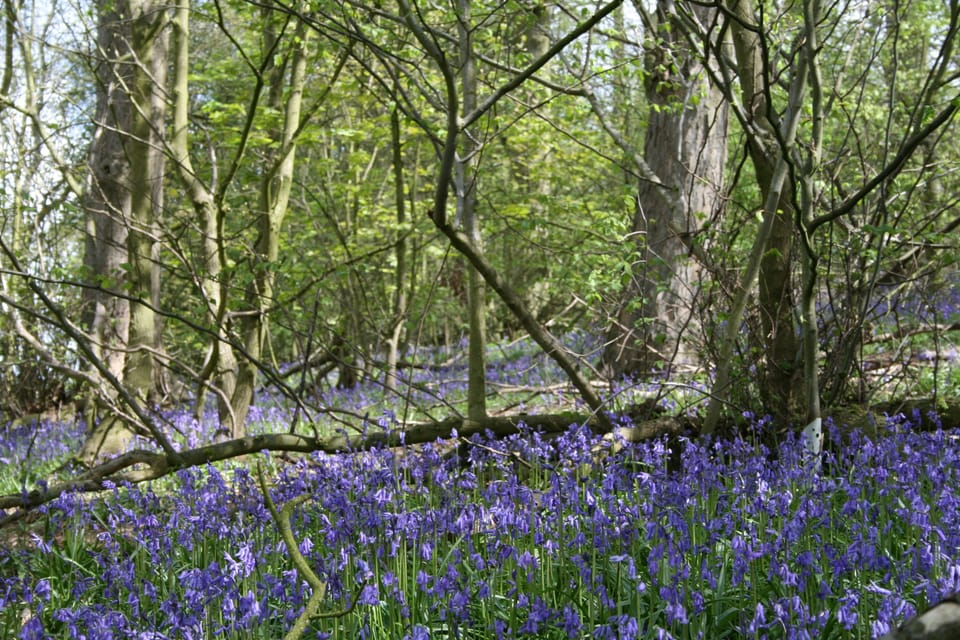 The bluebell wood