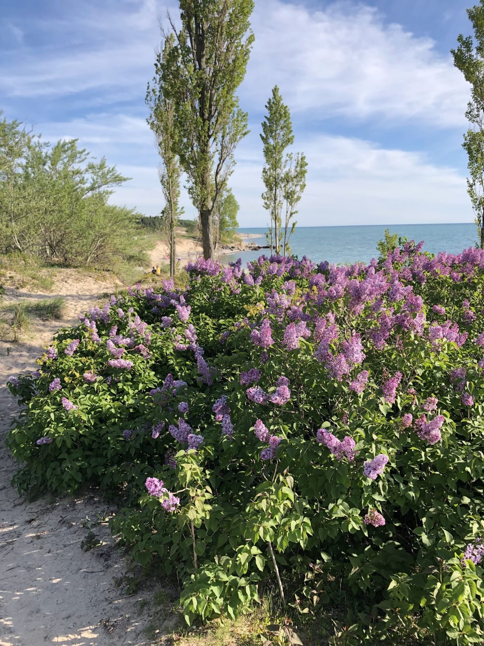 Spring lilacs at Point Betsie Lighthouse looking south