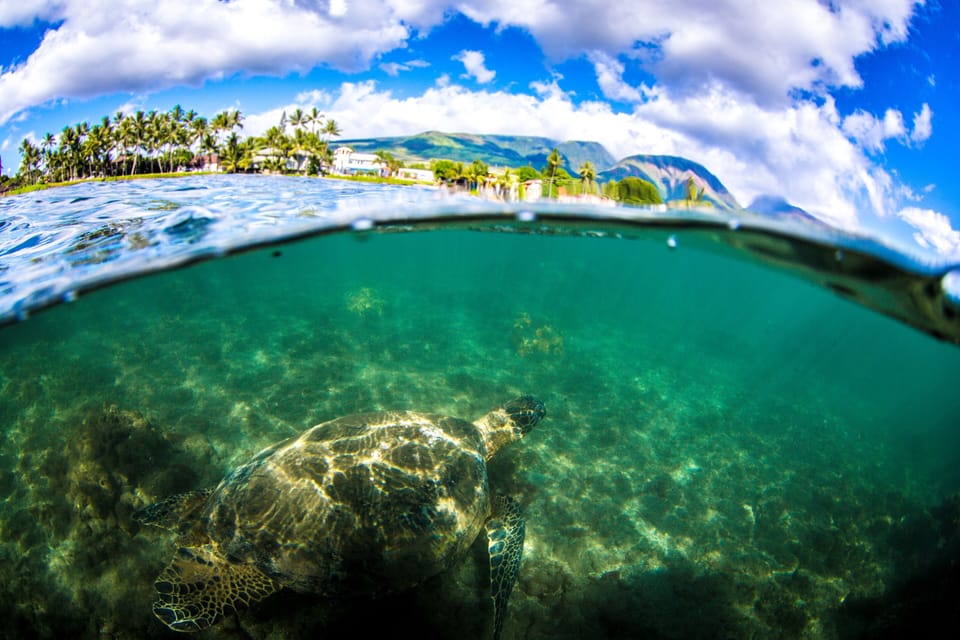 Big Turtle on Snorkeling Tour