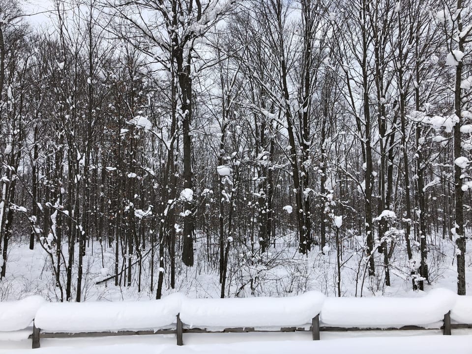 Backyard after a fresh snowfall.  Watch for Bald Eagles and Deer!