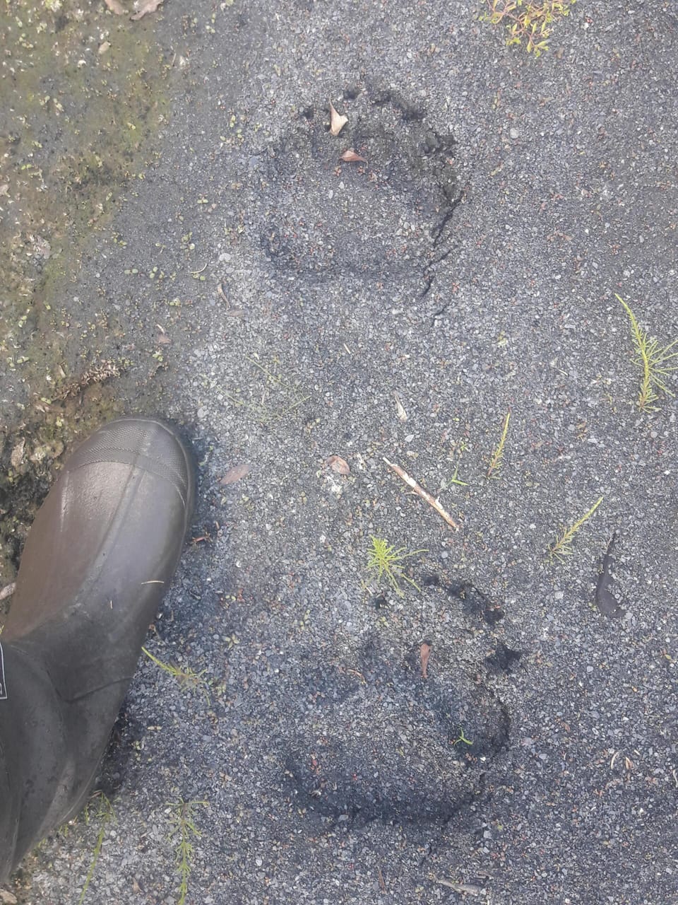 Brown bear visits when the fish are in the creek