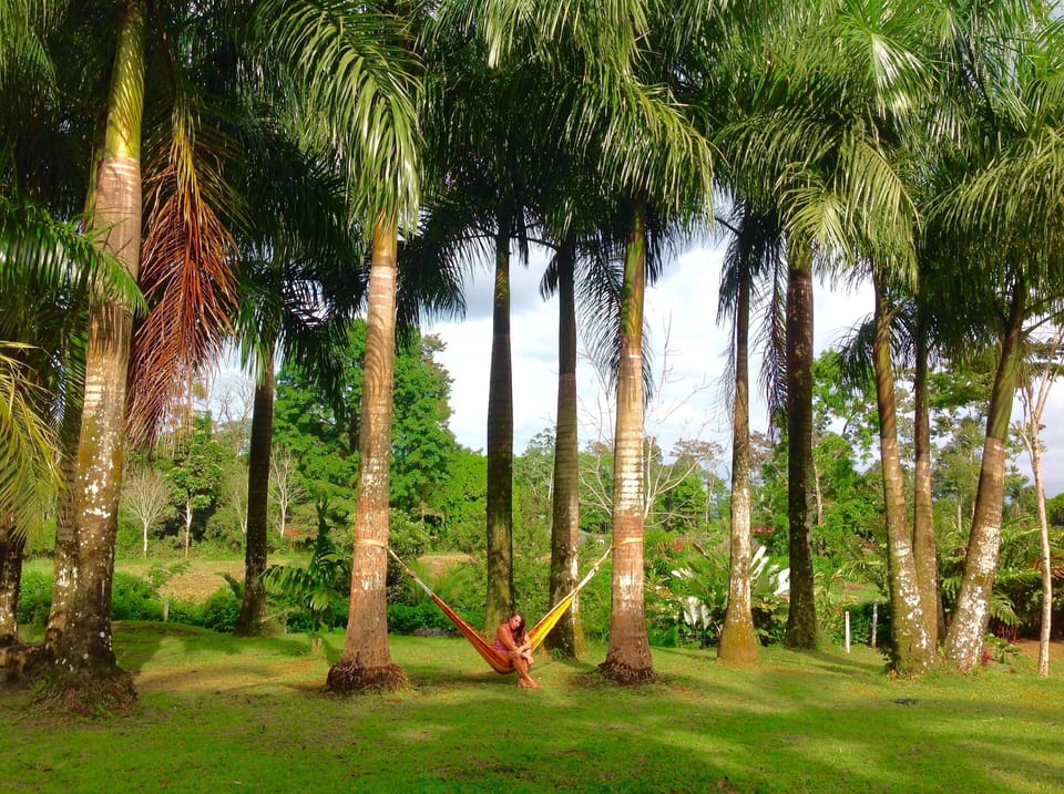 My love for palms!