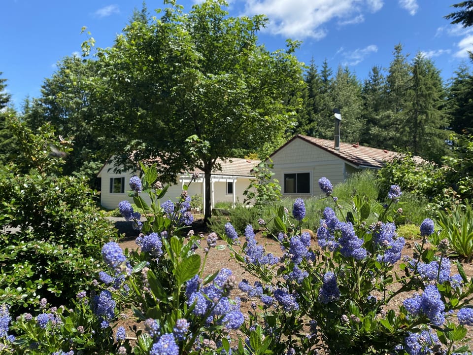 Ceanothus shrubs adorned with stunning purplish-blue blooms in late June.