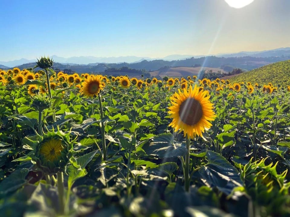 Region [summer] (>5 km)
