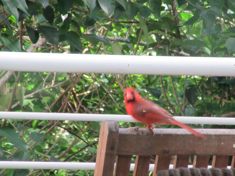 resident cardinal named Bernie