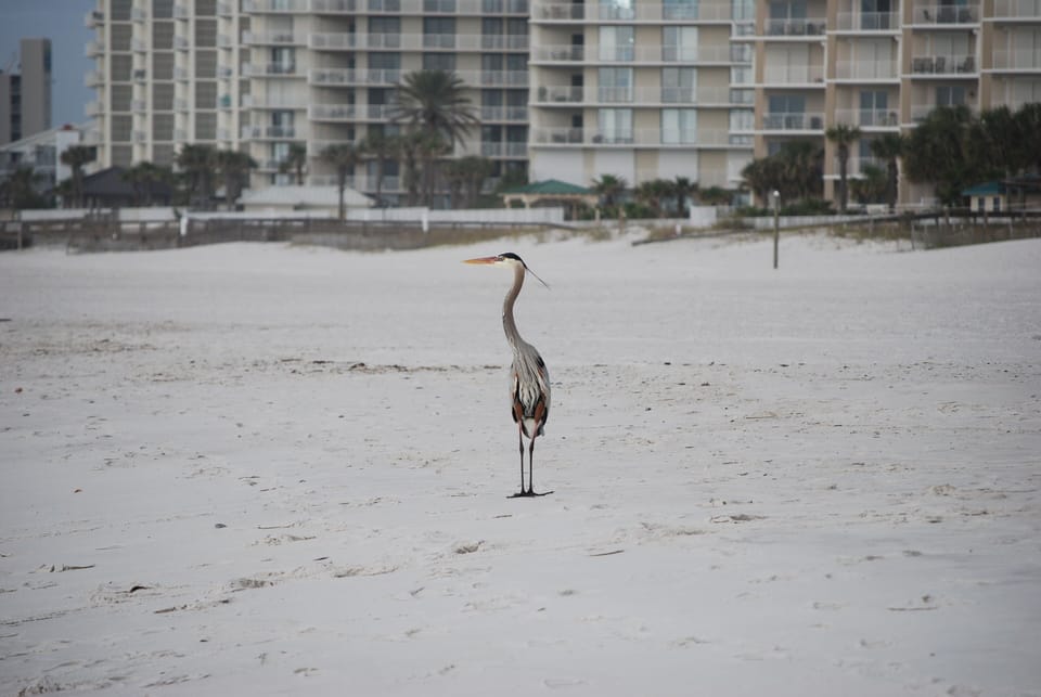 one of many birds you will see when you come to the beach at SeaChase