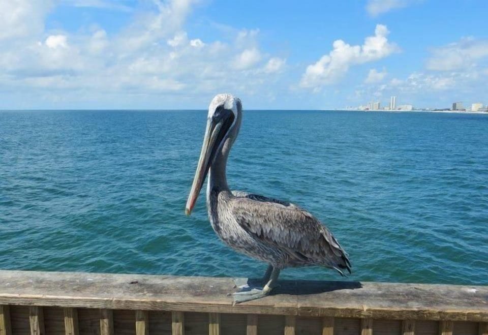 Orange Beach mascot