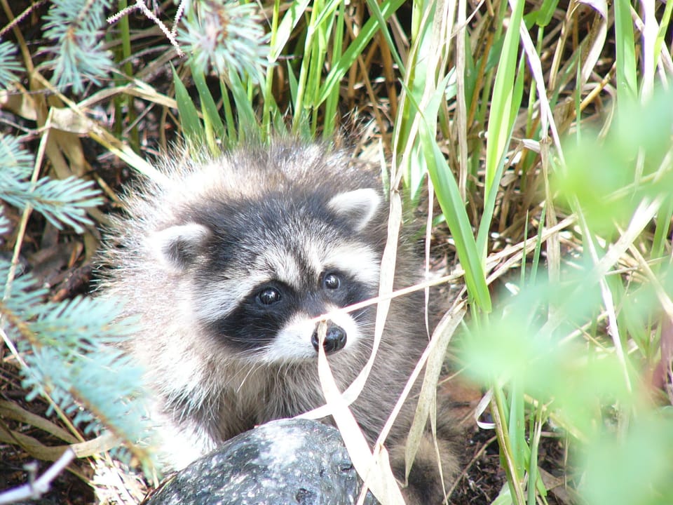 Young racoon on the creek bank.