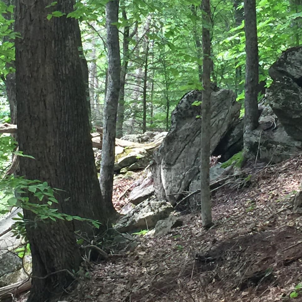 Hiking trail beyond the cabin