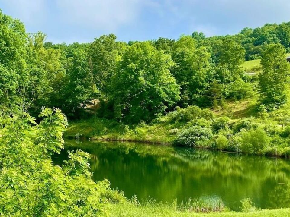 Lilypad Pond View
