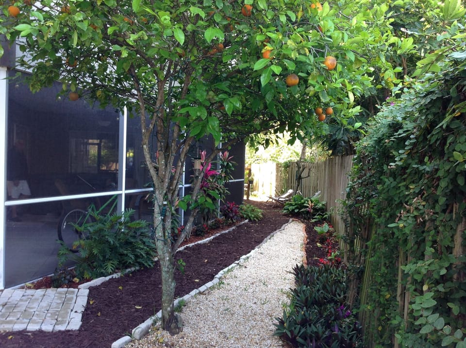 Back Garden with Orange Tree