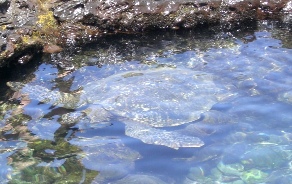 Turtle underwater in park tide flats - Turtle underwater in park tide flats