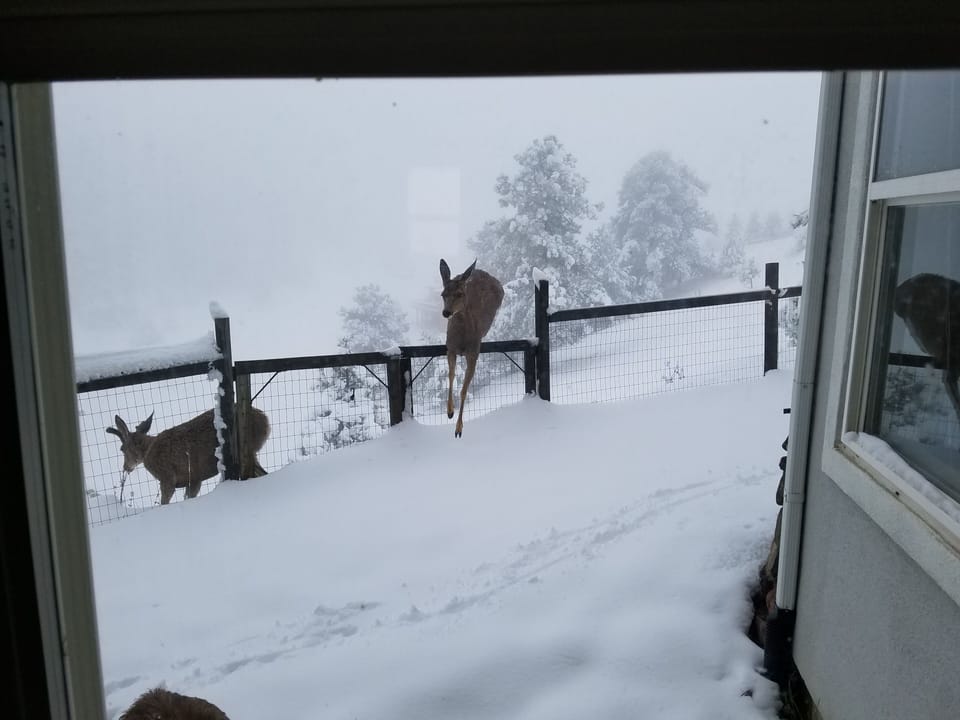 The fence is more to keep us from rolling down the hill, not to keep nature out.