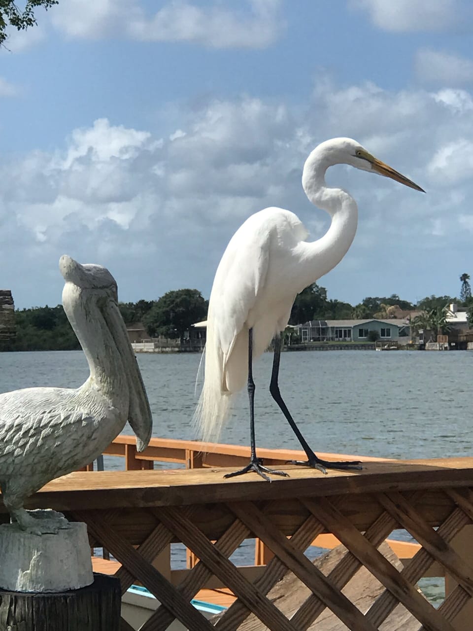 she visits often. loves to be fed!!