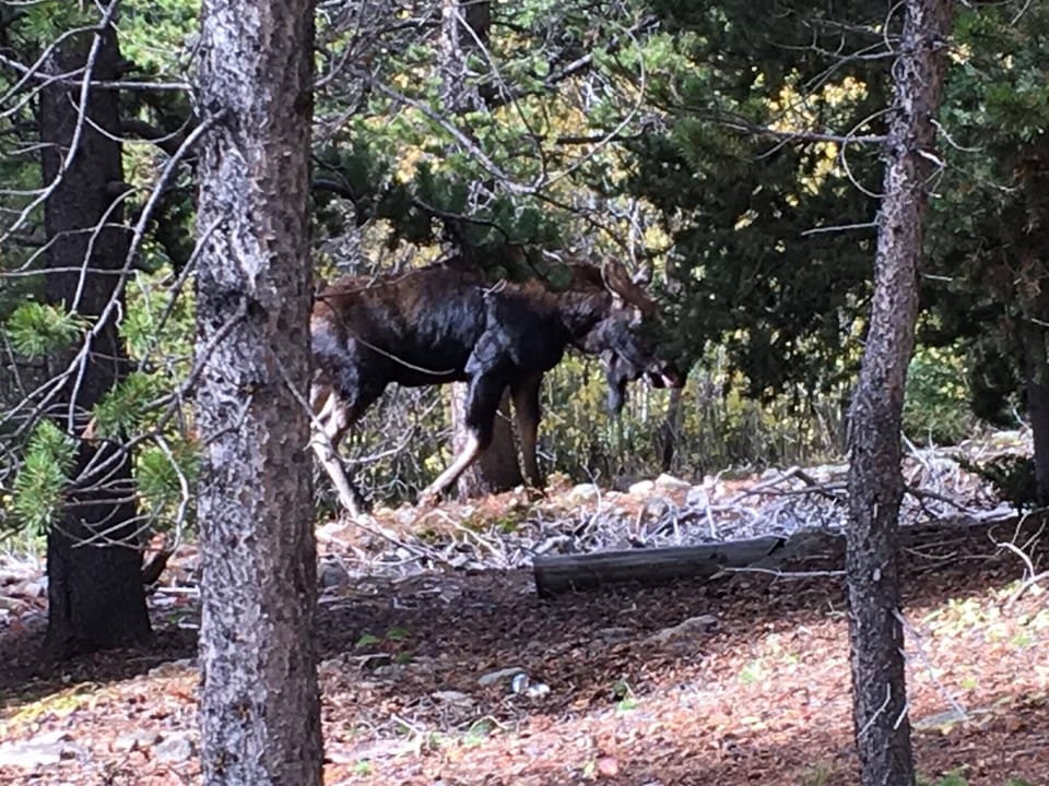 Male Moose on the property.