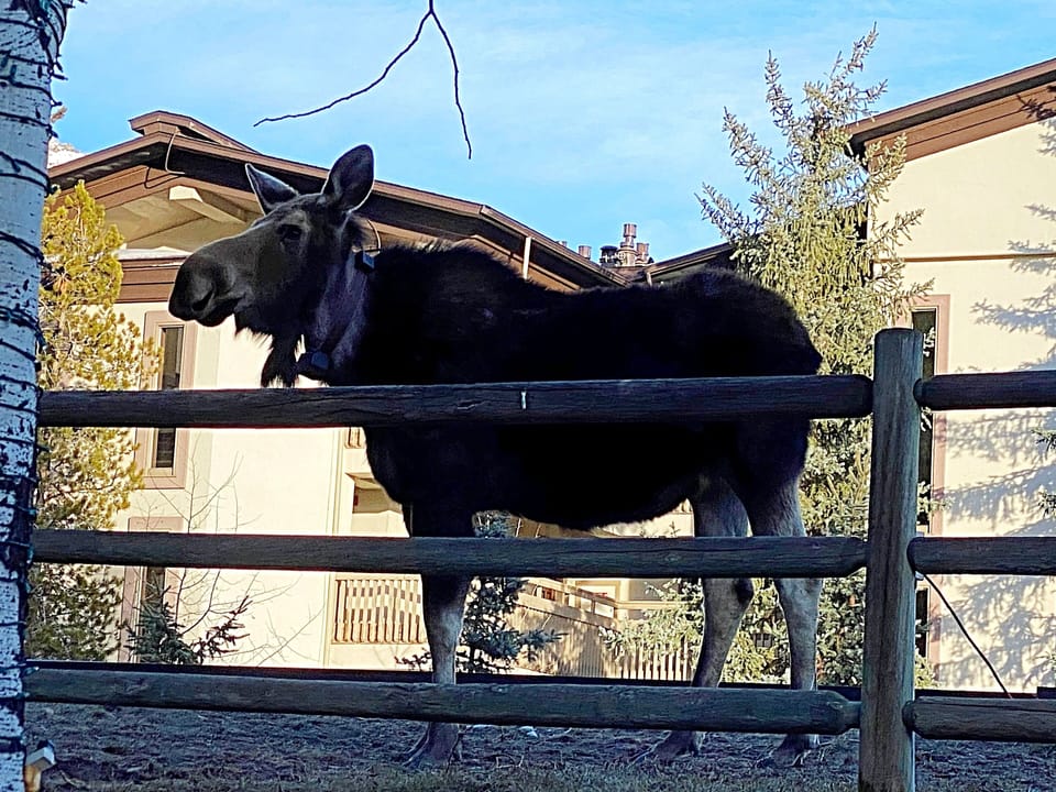 Moose are often spotted on or near the property.
