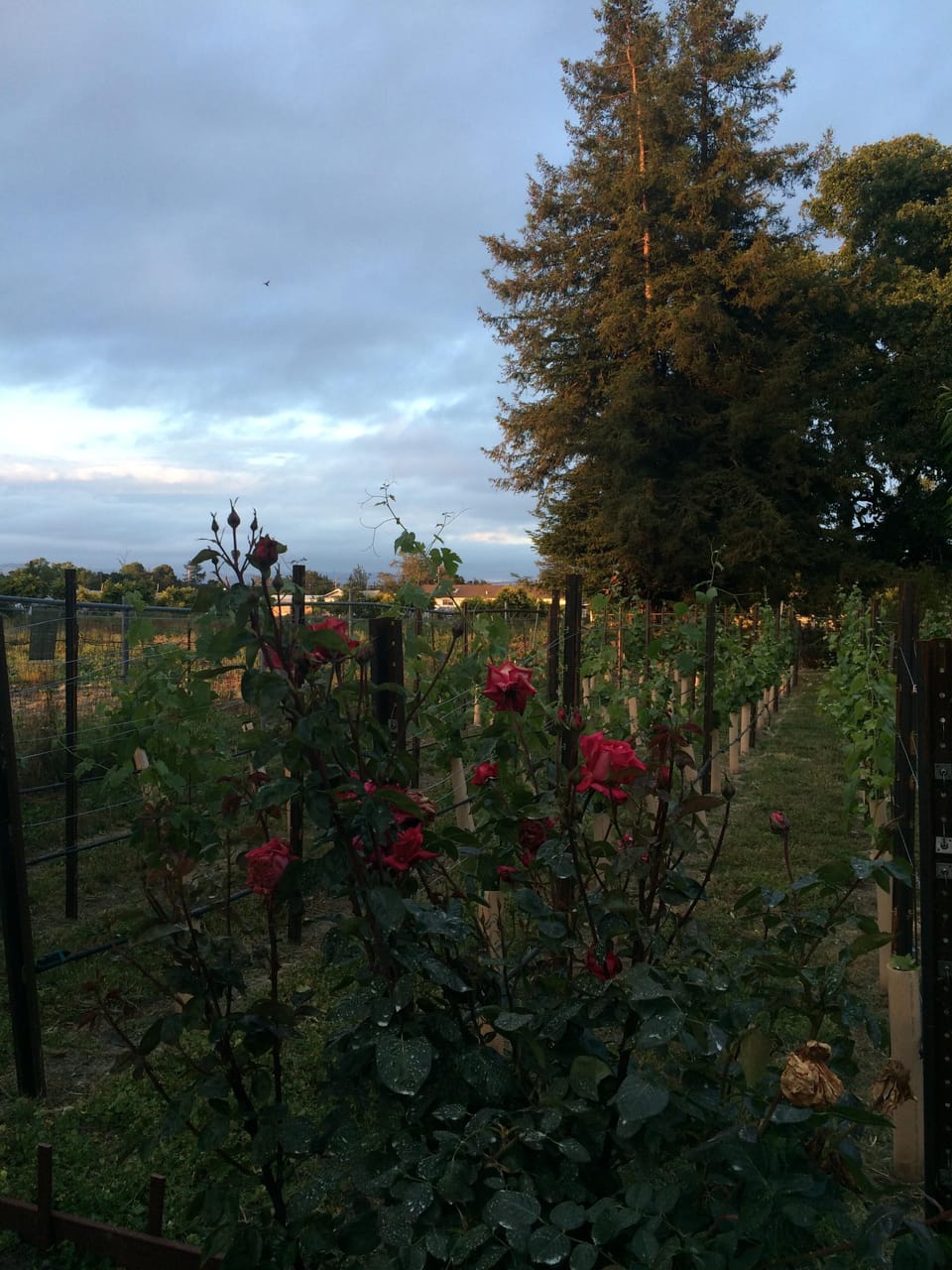 Wild vines!