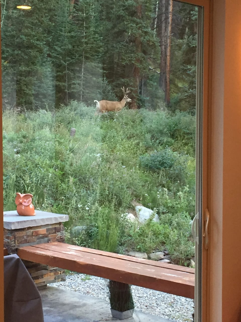 Elk in backyard