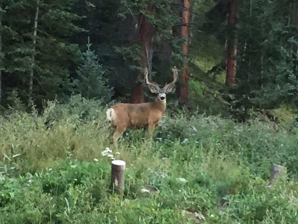 Wildlife on property