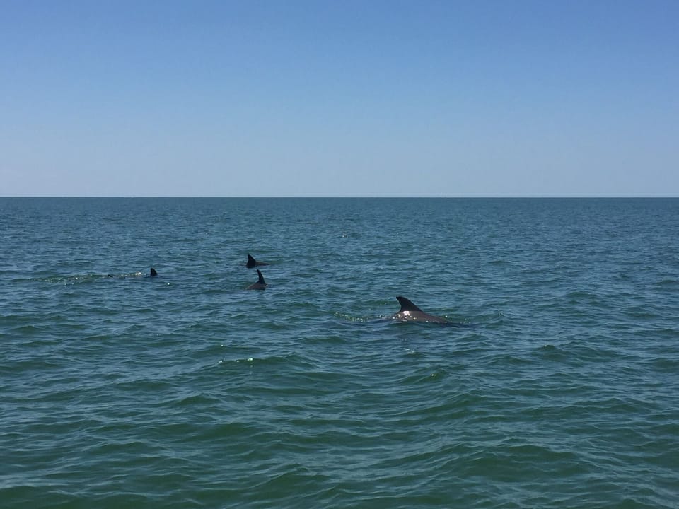 This is a common view in our area while out boating.  Sometimes even at our dock