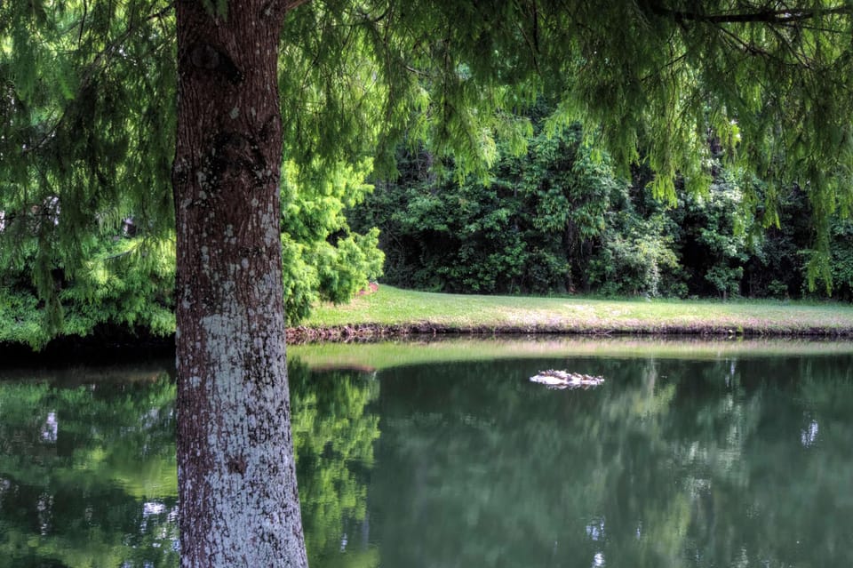 Demere Landing – Turtles Basking on the Pond Island - Keep an eye out for the local turtle crew! This quiet little island in the Demere Landing pond is a favorite sunning spot and a charming reminder that nature lives right outside your door.
