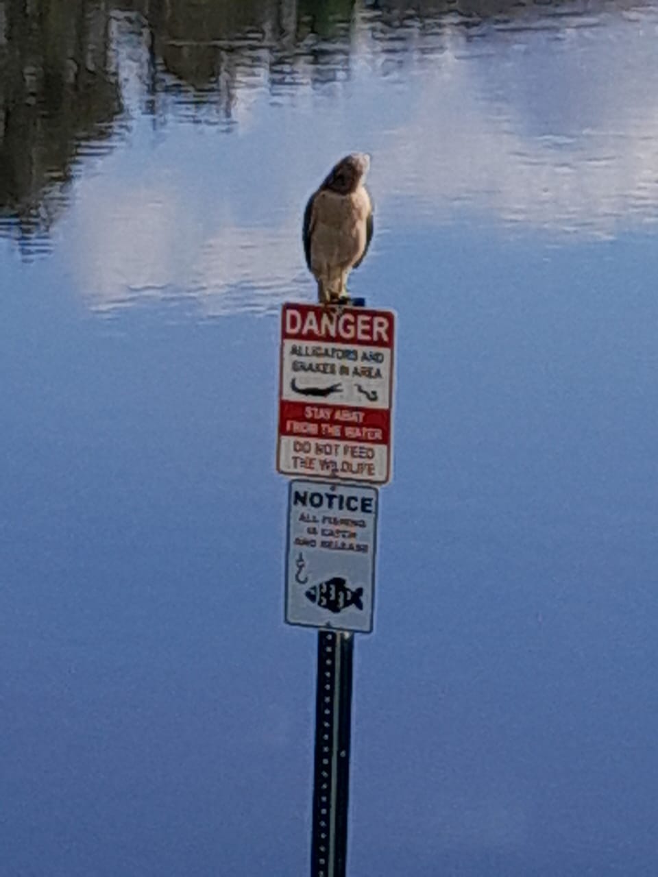 Hawk perched behind villa