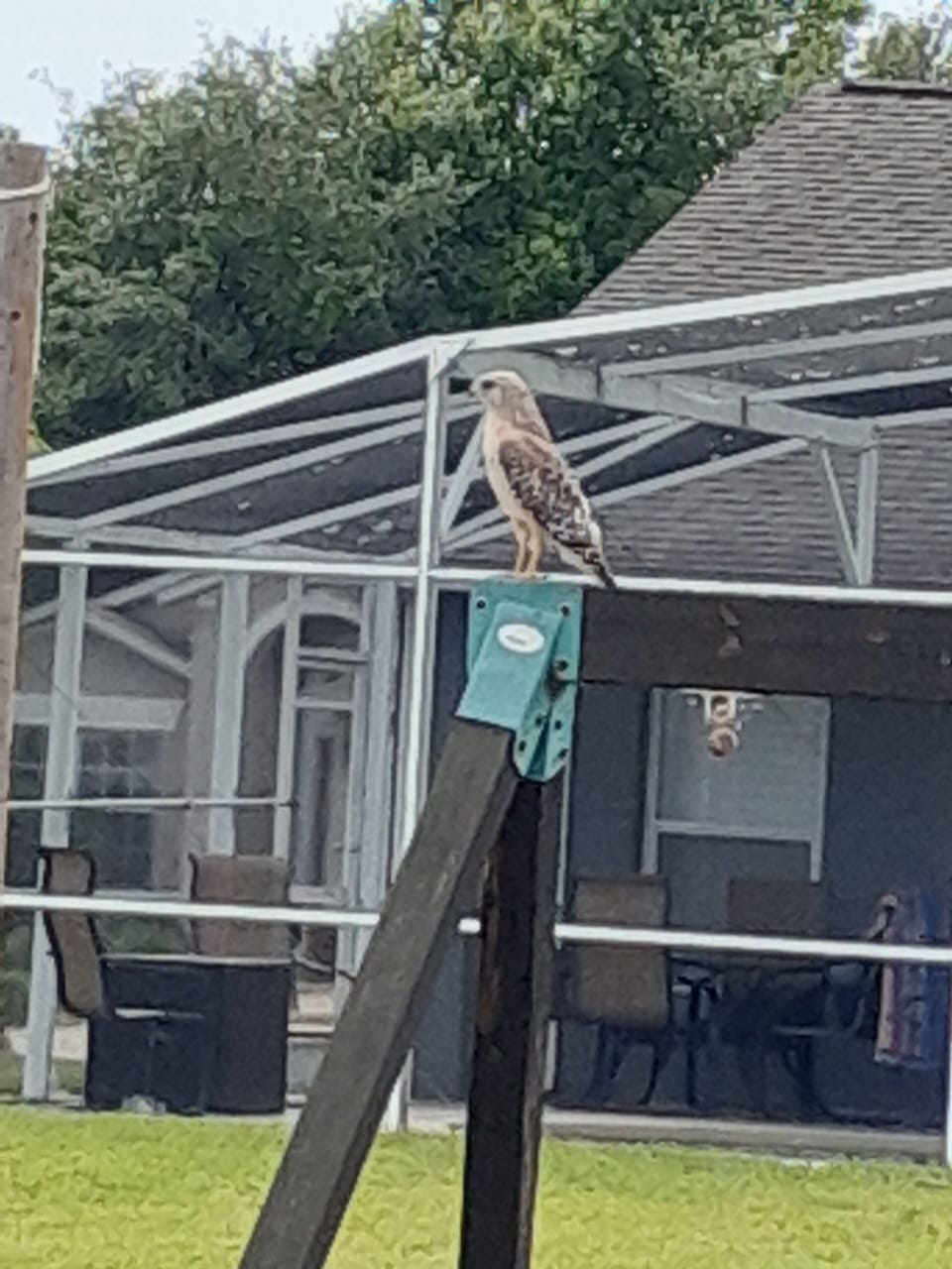 Hawk perched on neighbors swing