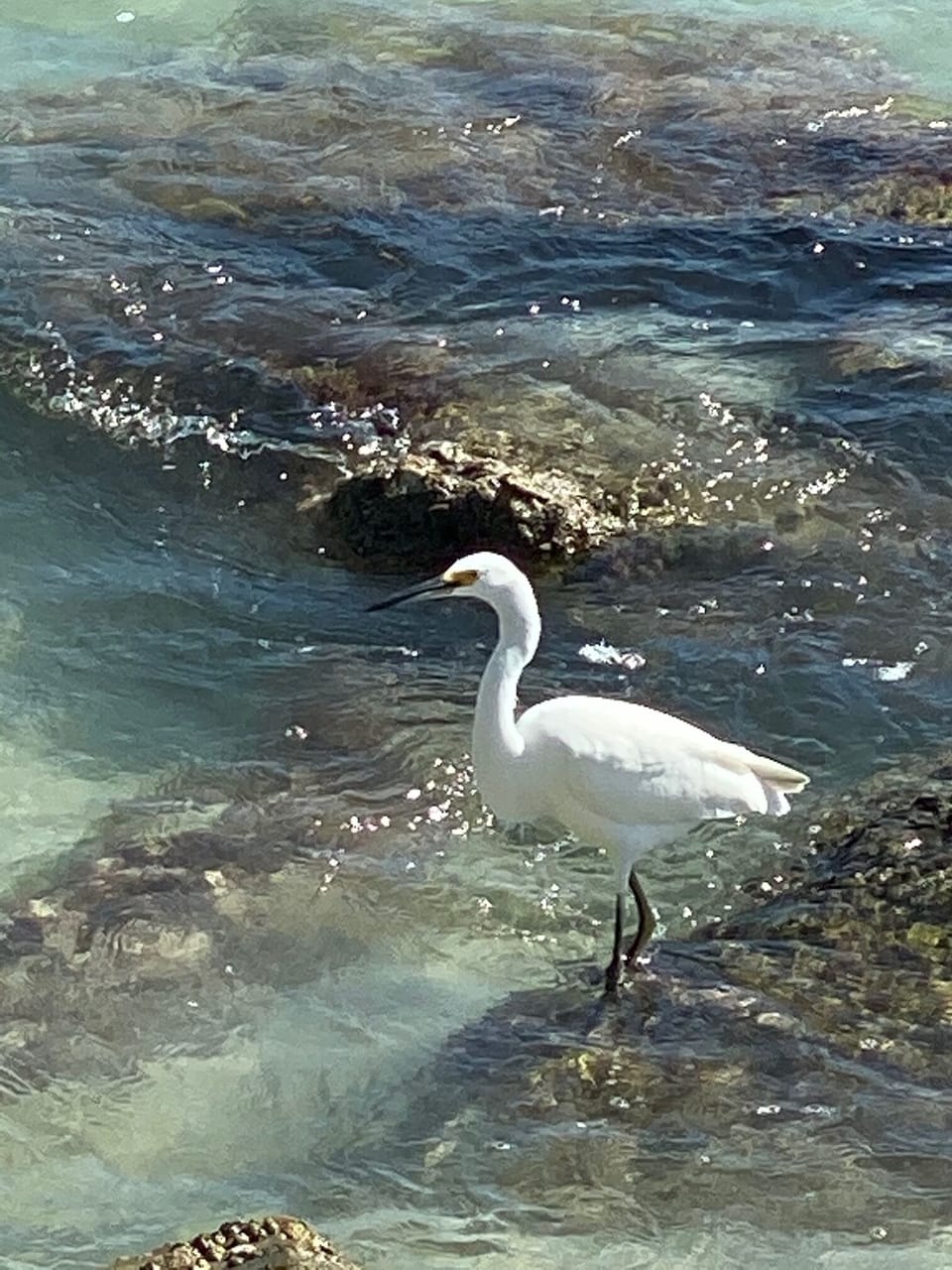 FREE SEAFOOD DINNER...