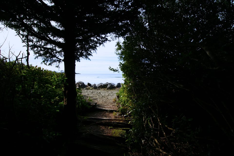 Tree-lined beach path
