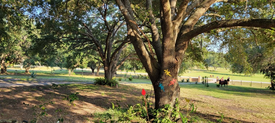 Nature View