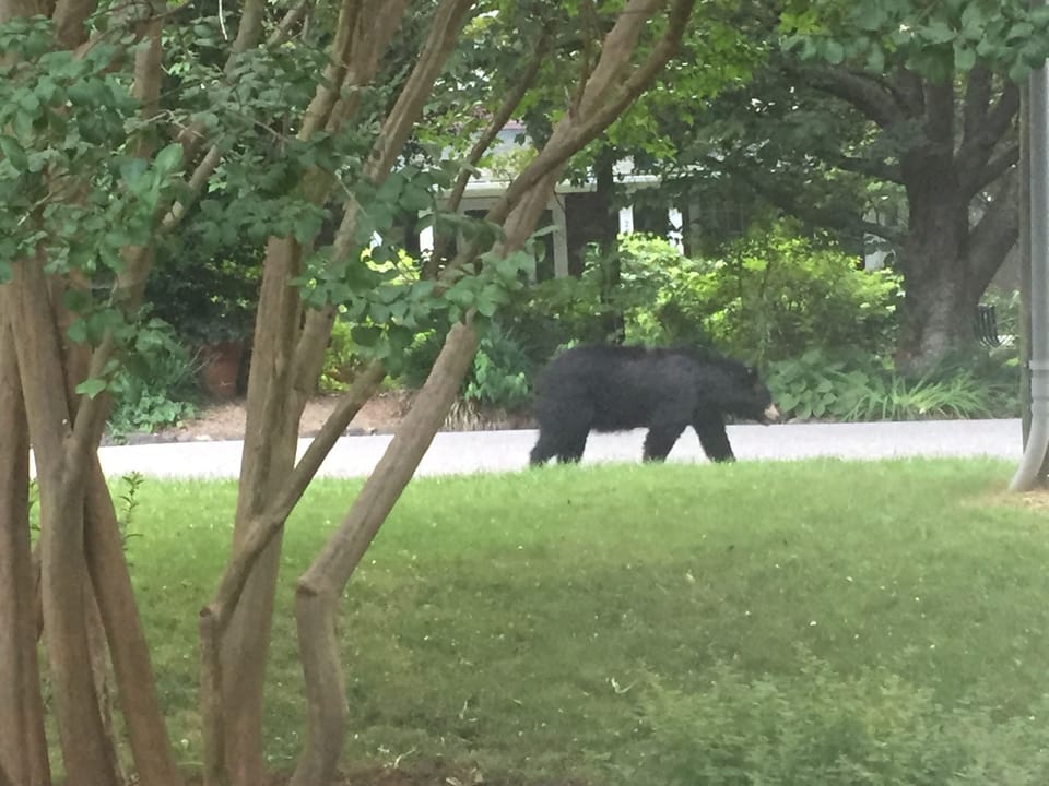 Early morning strolls are popular in the neighborhood
