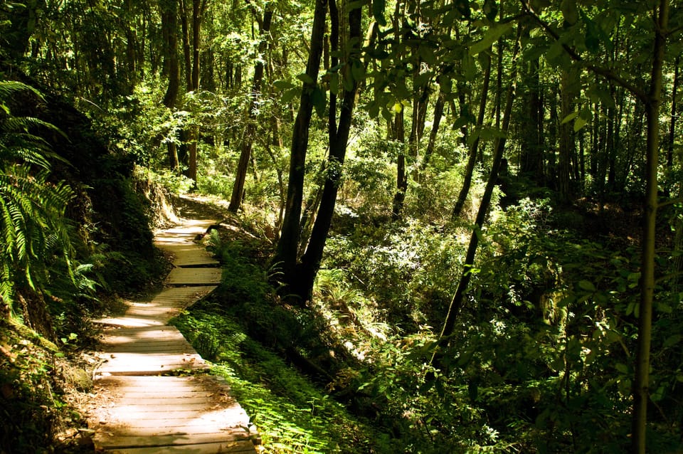 Path at Nisene Marks State Park-shade of huge redwood trees is just 2 miles away