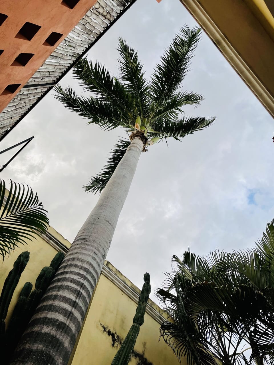 Royal Palm by the pool. One of the few houses in all of Merida to have one!