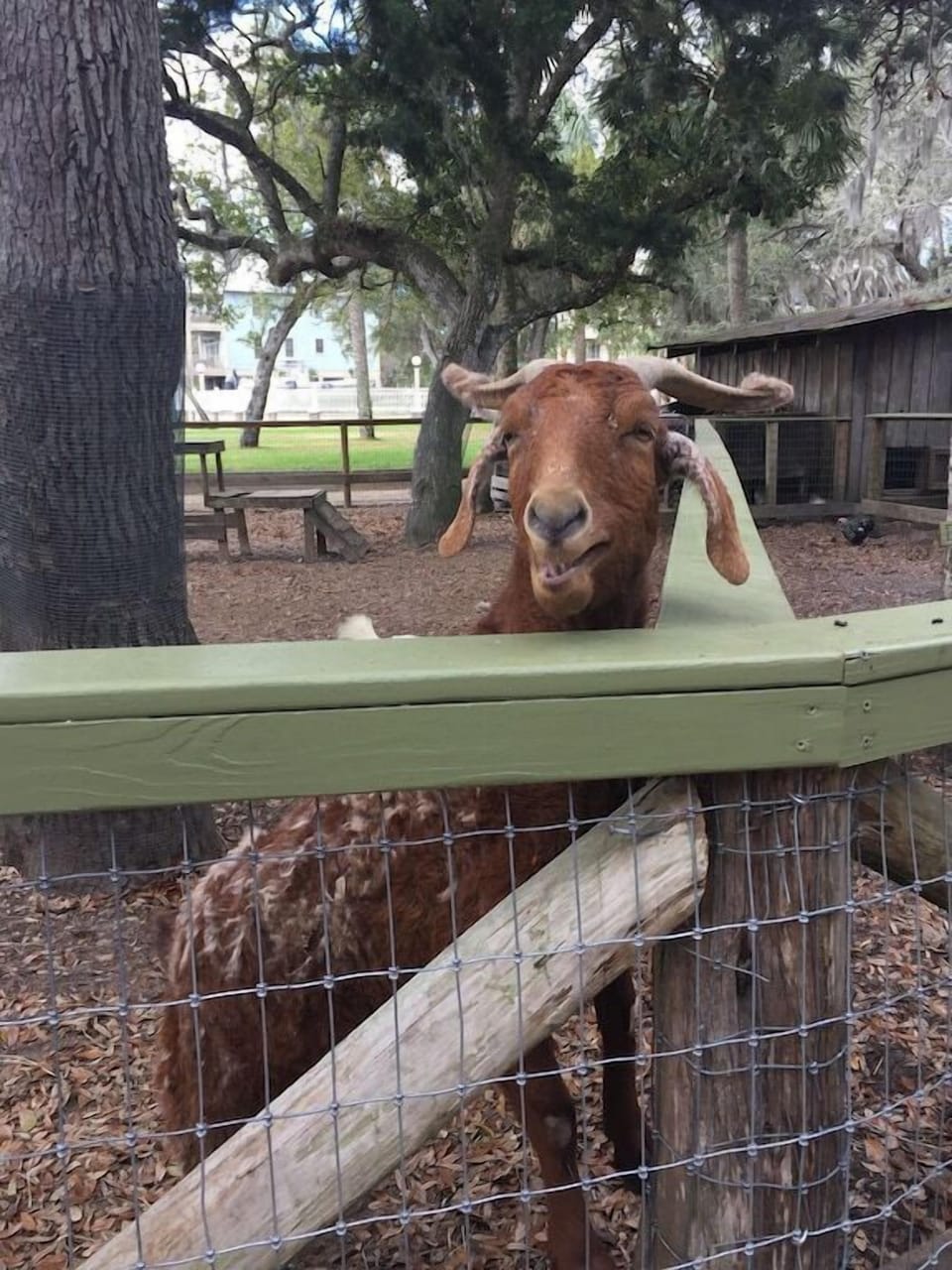 Goat in petting zoo. Also, geese, rabbits, chickens
